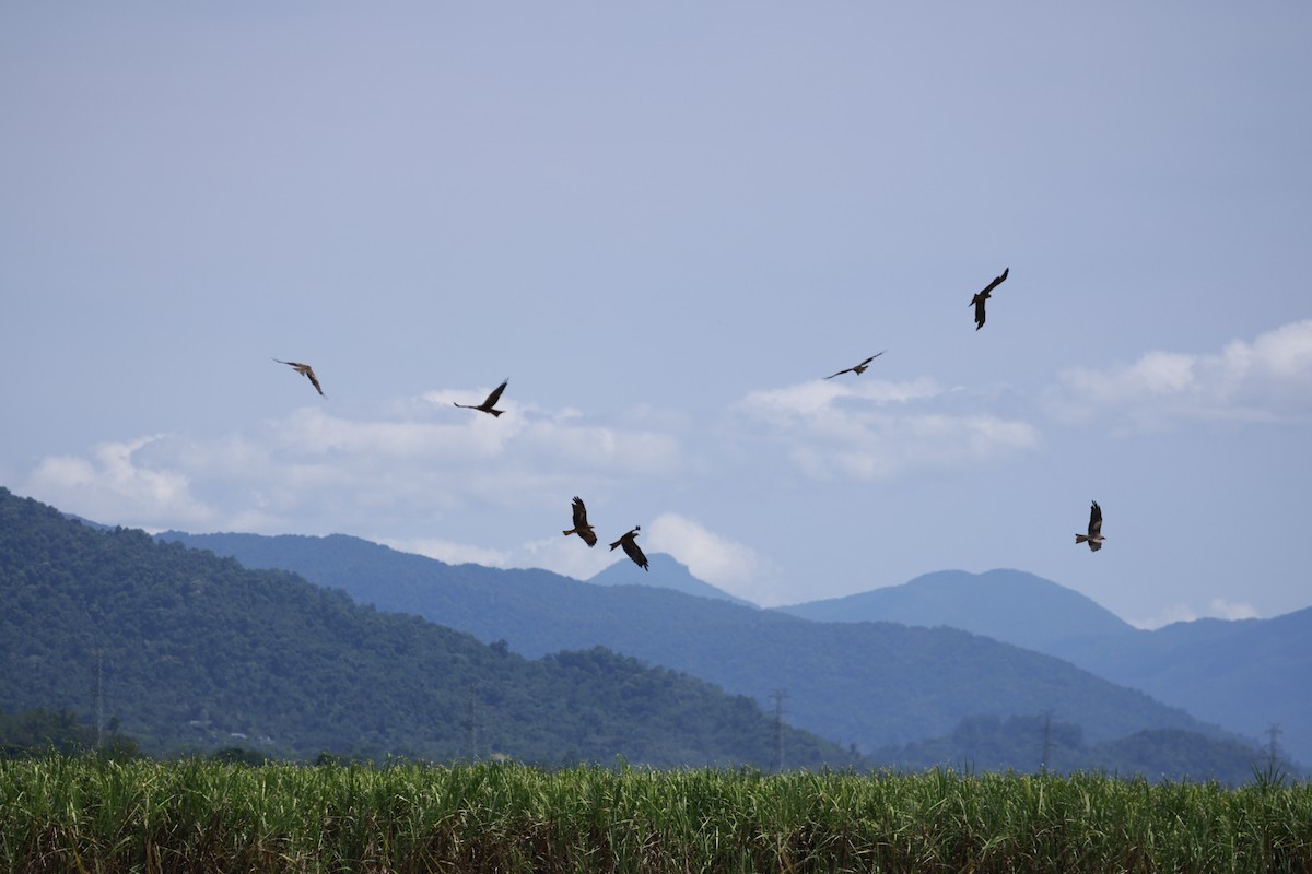 Whistling Kite - ML646593972