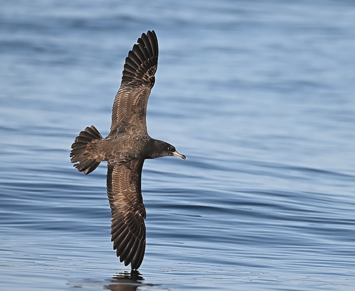 Flesh-footed Shearwater - ML646593973