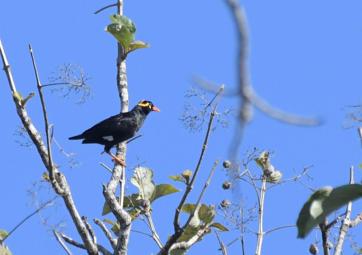 Southern Hill Myna - ML646593974