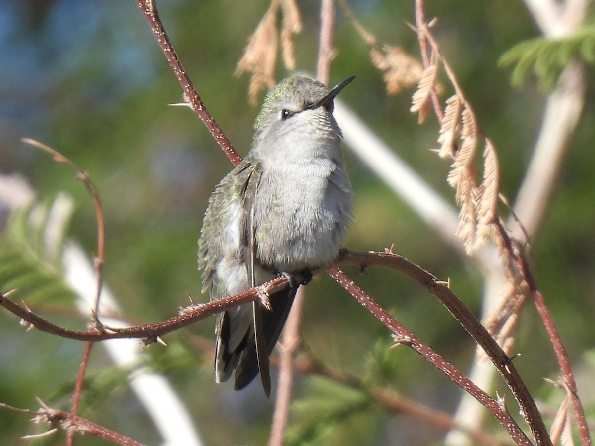 Costa's Hummingbird - ML646593975
