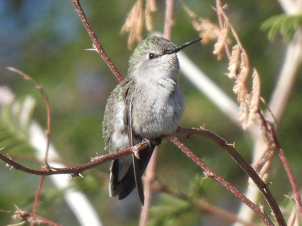Costa's Hummingbird - ML646593976