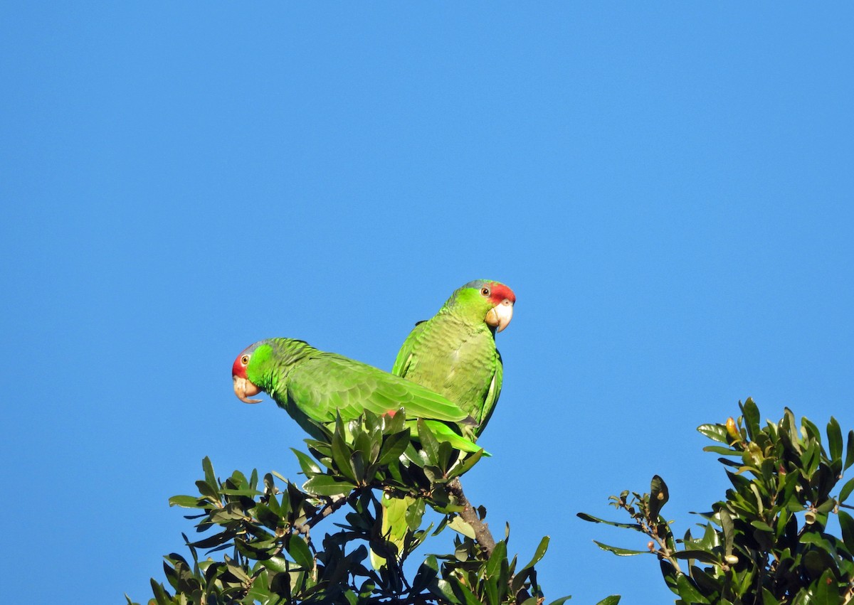 Red-crowned Amazon - ML646593977