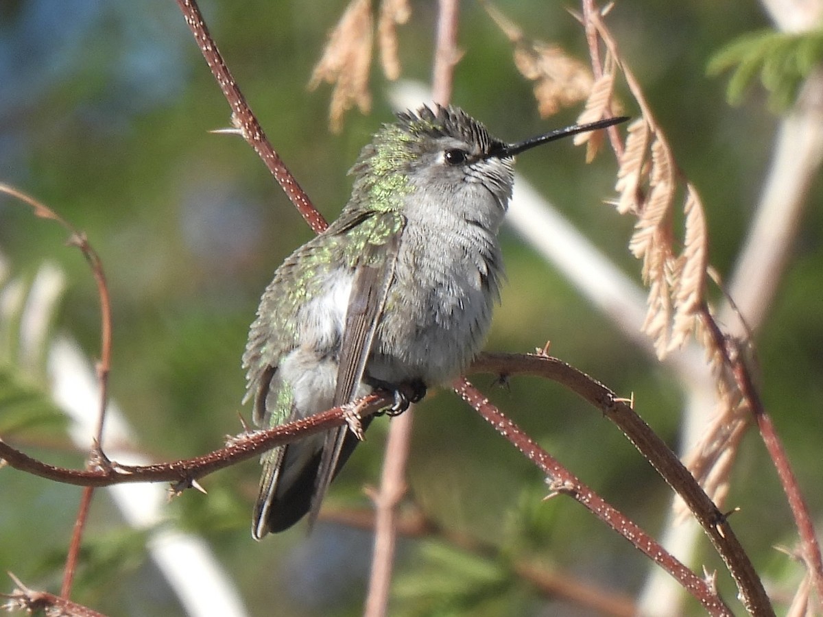 Costa's Hummingbird - ML646593979