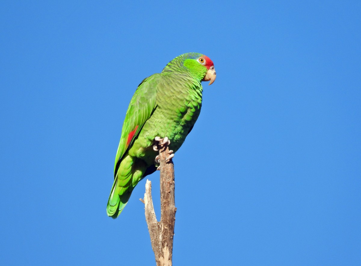 Red-crowned Amazon - ML646593980