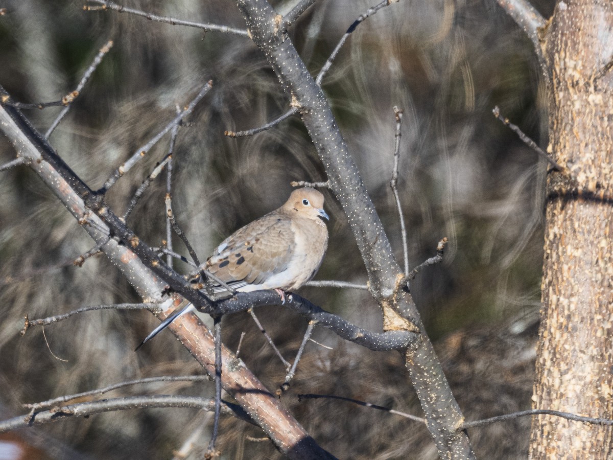 Mourning Dove - ML646593981