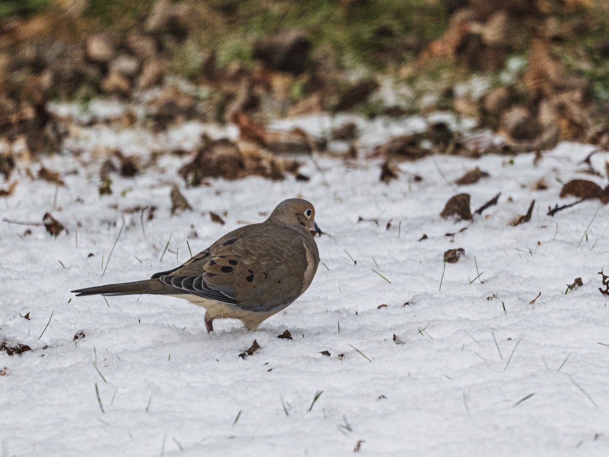 Mourning Dove - ML646593982