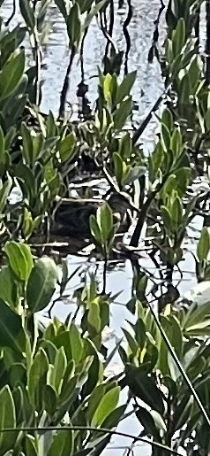 Wilson's Snipe - ML646593983