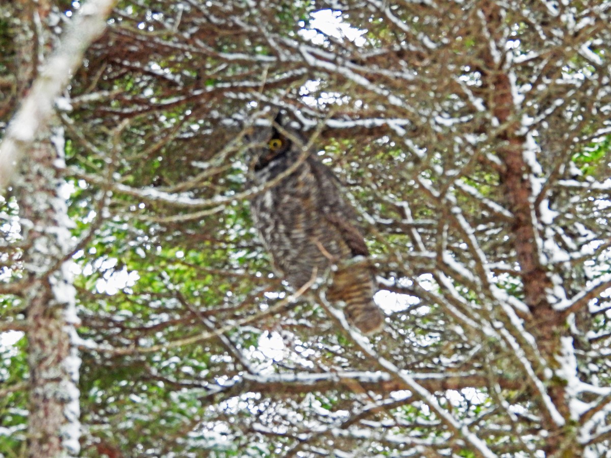 Great Horned Owl - ML646593984