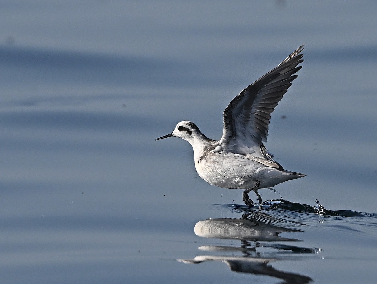 Круглоносый плавунчик - ML646593985