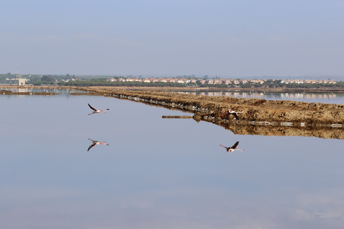 Розовый фламинго - ML646593988