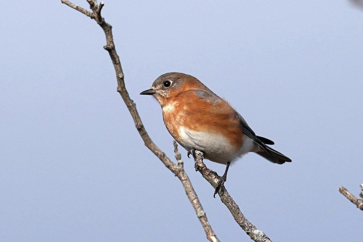 Azulejo Oriental - ML646593994