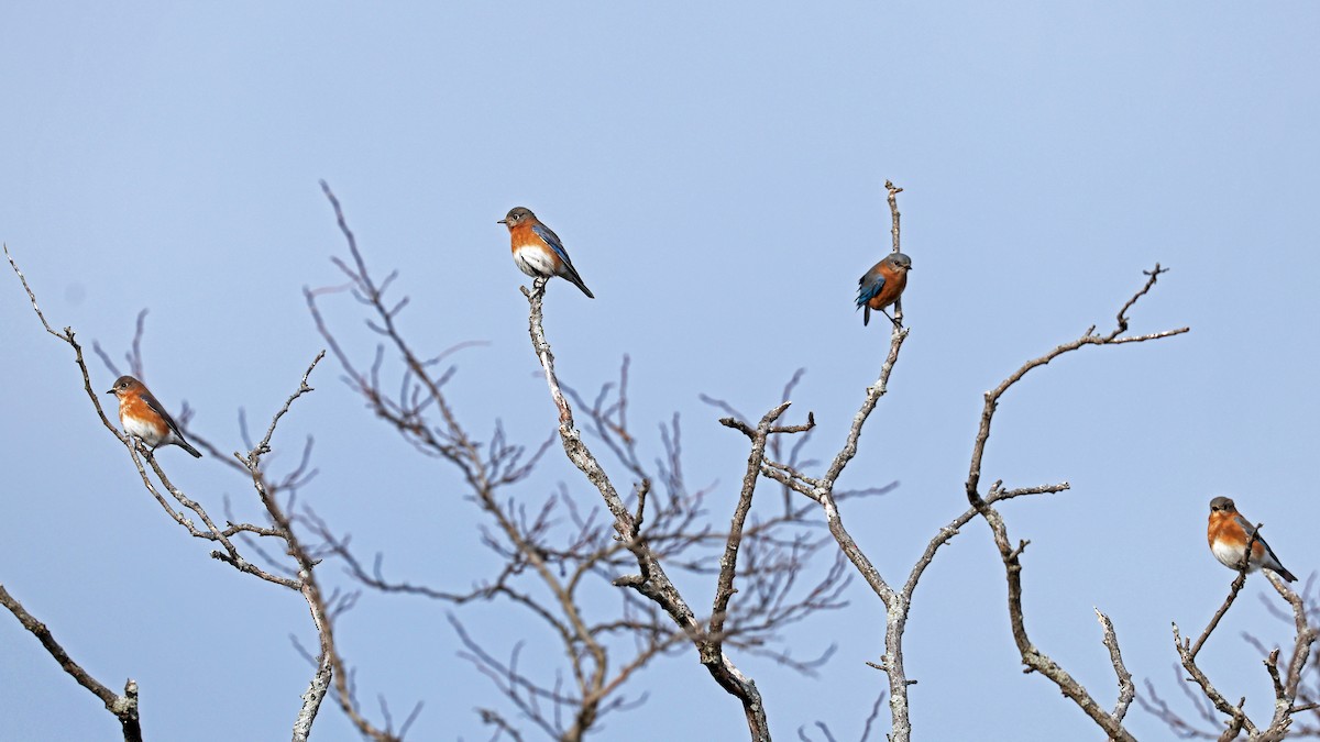 Azulejo Oriental - ML646593996