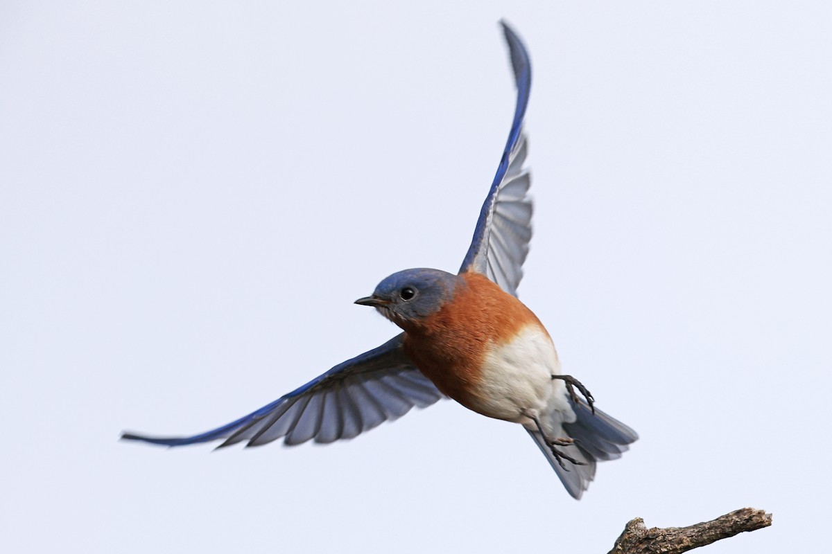 Azulejo Oriental - ML646593997