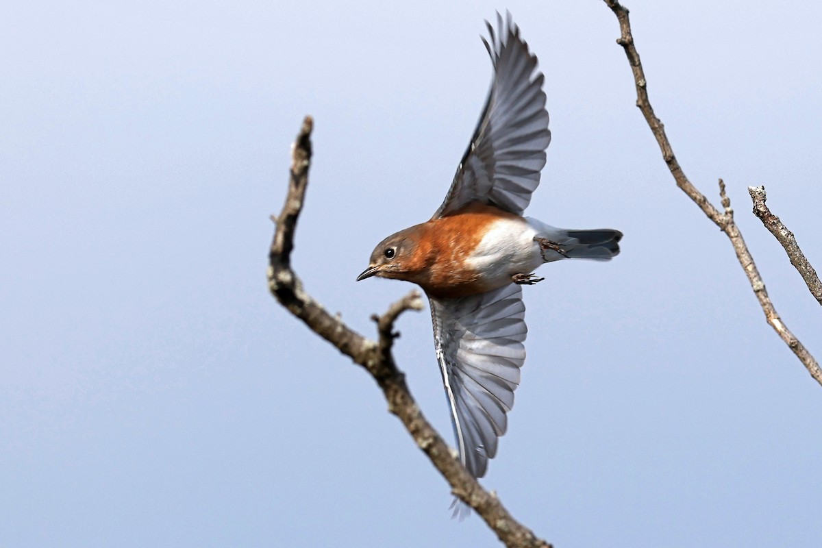 Azulejo Oriental - ML646593998