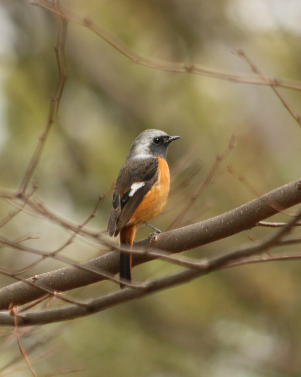 黃尾鴝 - ML646594000