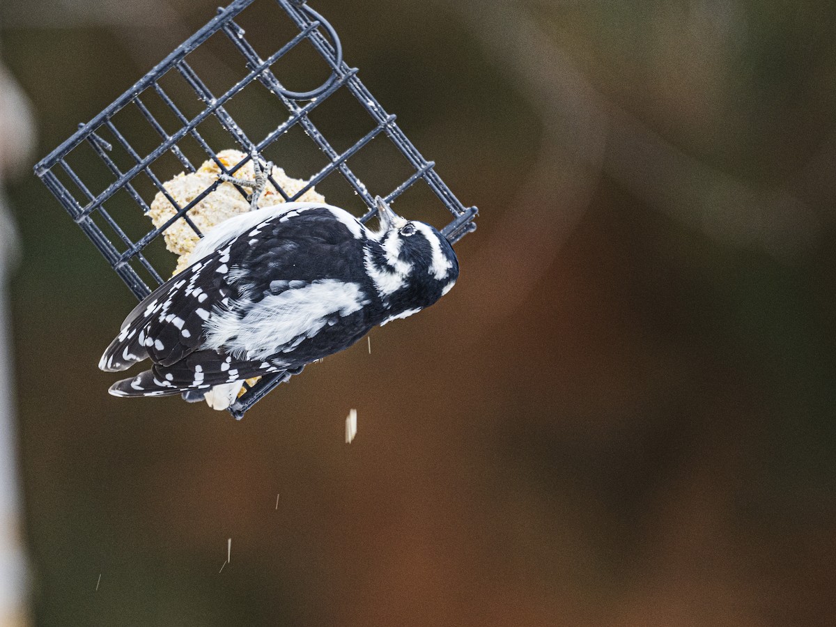 Downy Woodpecker - ML646594002