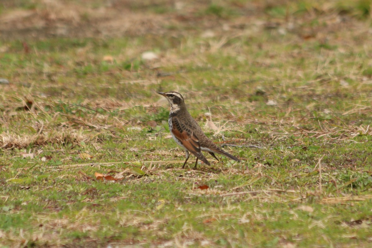 斑點鶇 - ML646594003