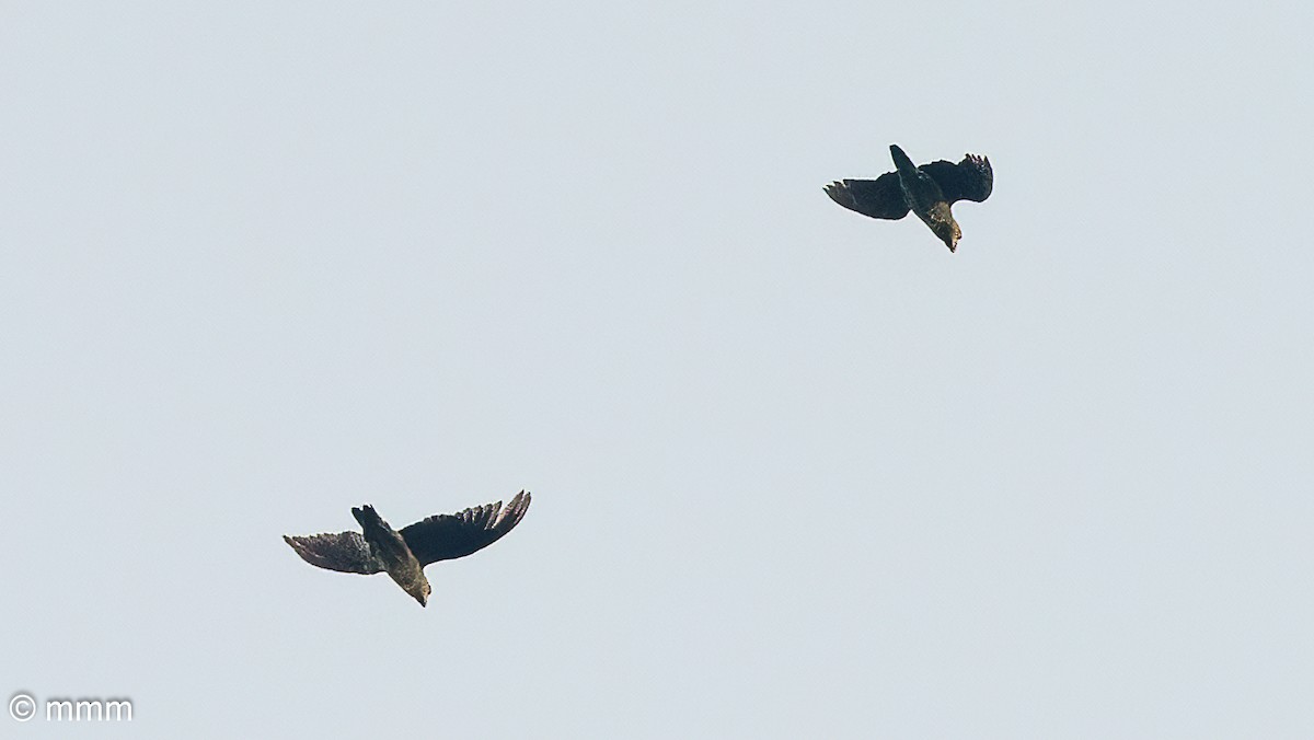 Red-fronted Parrot - ML646594004