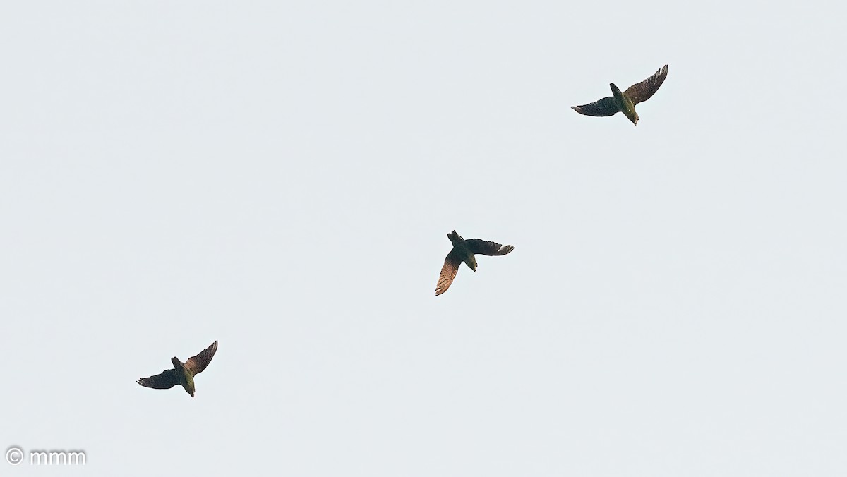 Red-fronted Parrot - ML646594005