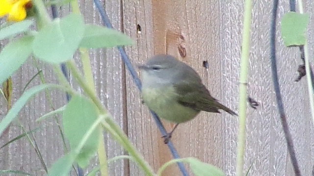Orange-crowned Warbler - ML646594011