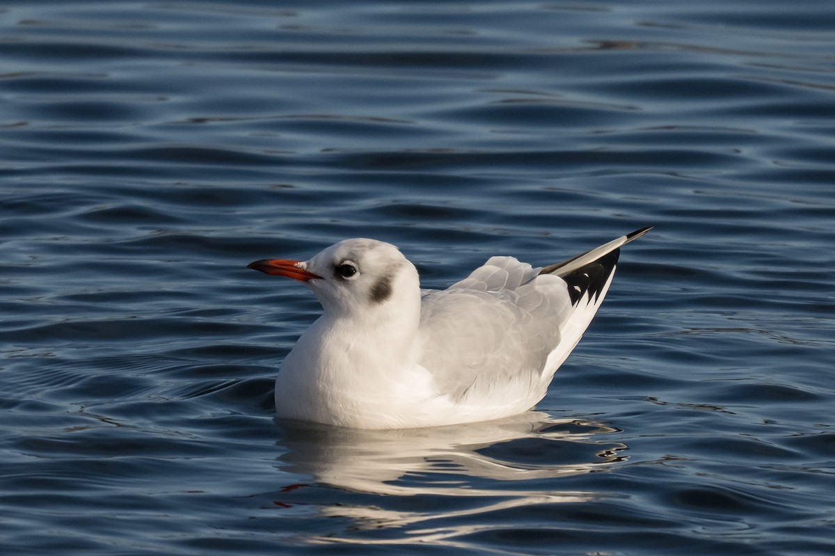 Black-headed Gull - ML646594016