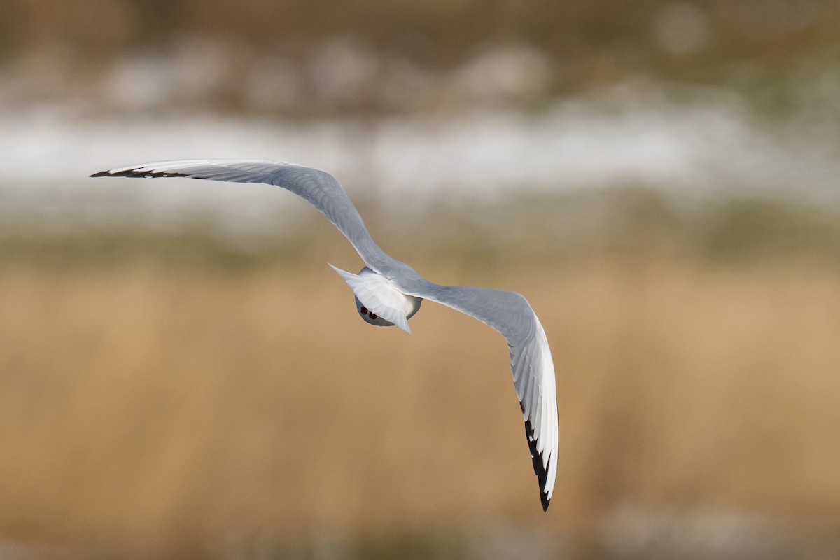 Black-headed Gull - ML646594017