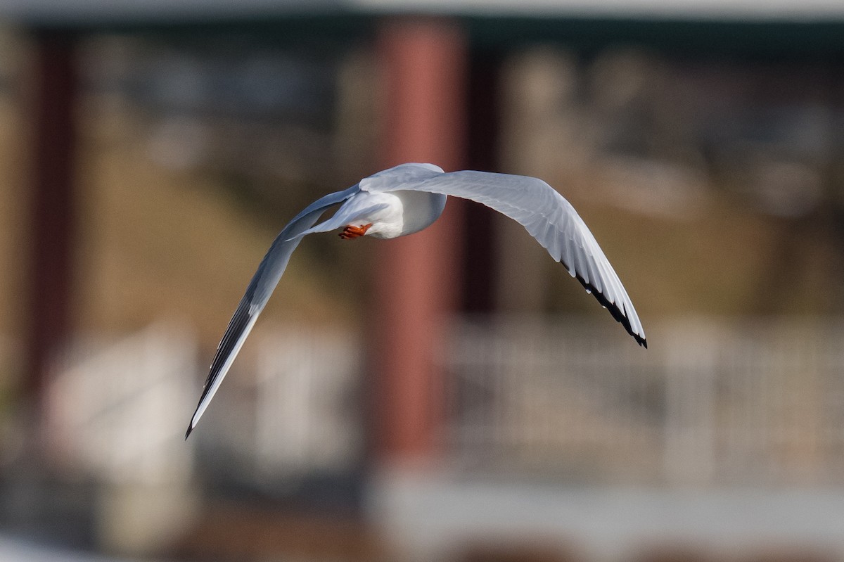 Black-headed Gull - ML646594021