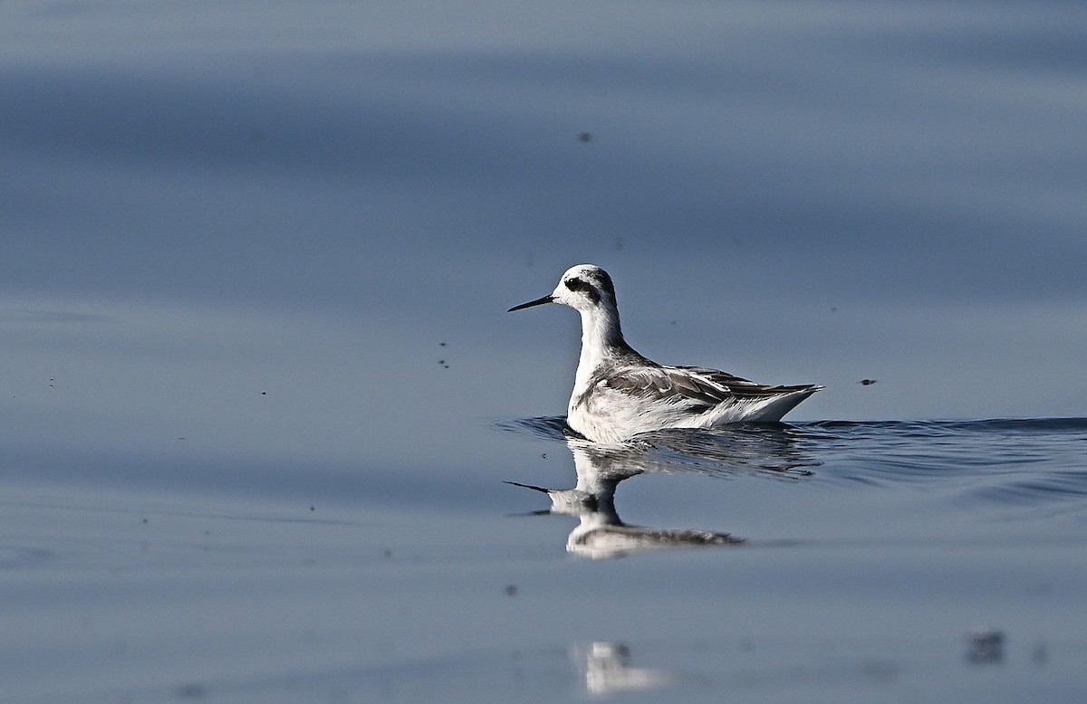 Red-necked Phalarope - ML646594022