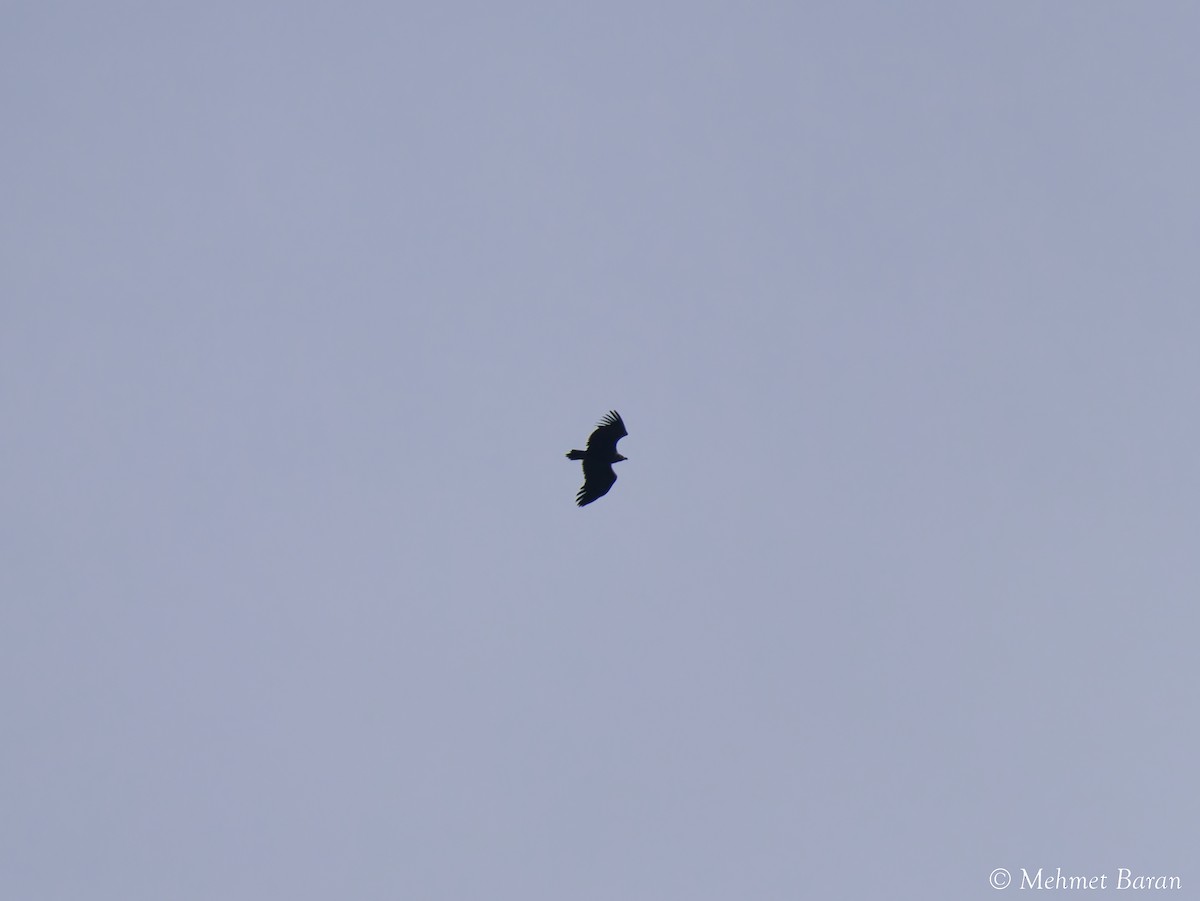 Cinereous Vulture - ML646594023