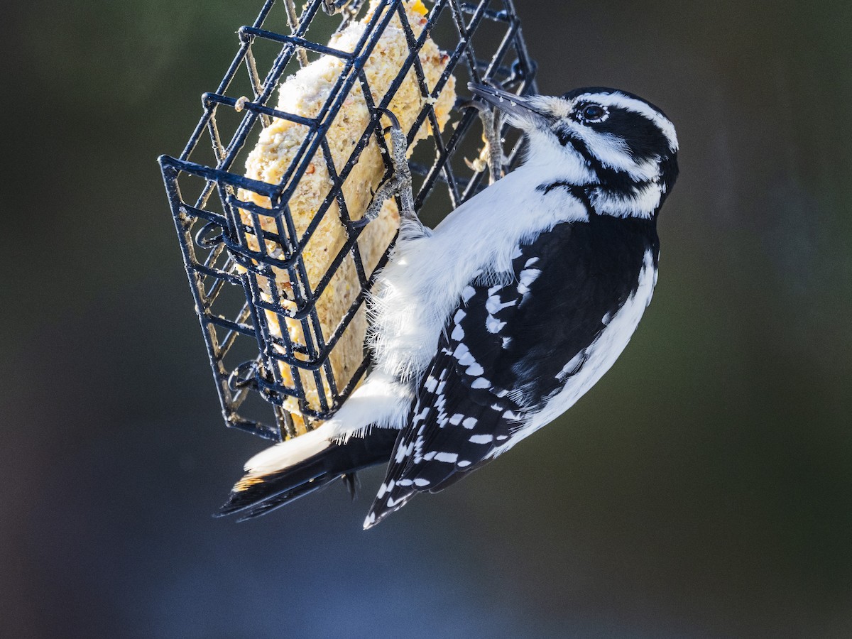 Hairy Woodpecker - ML646594024