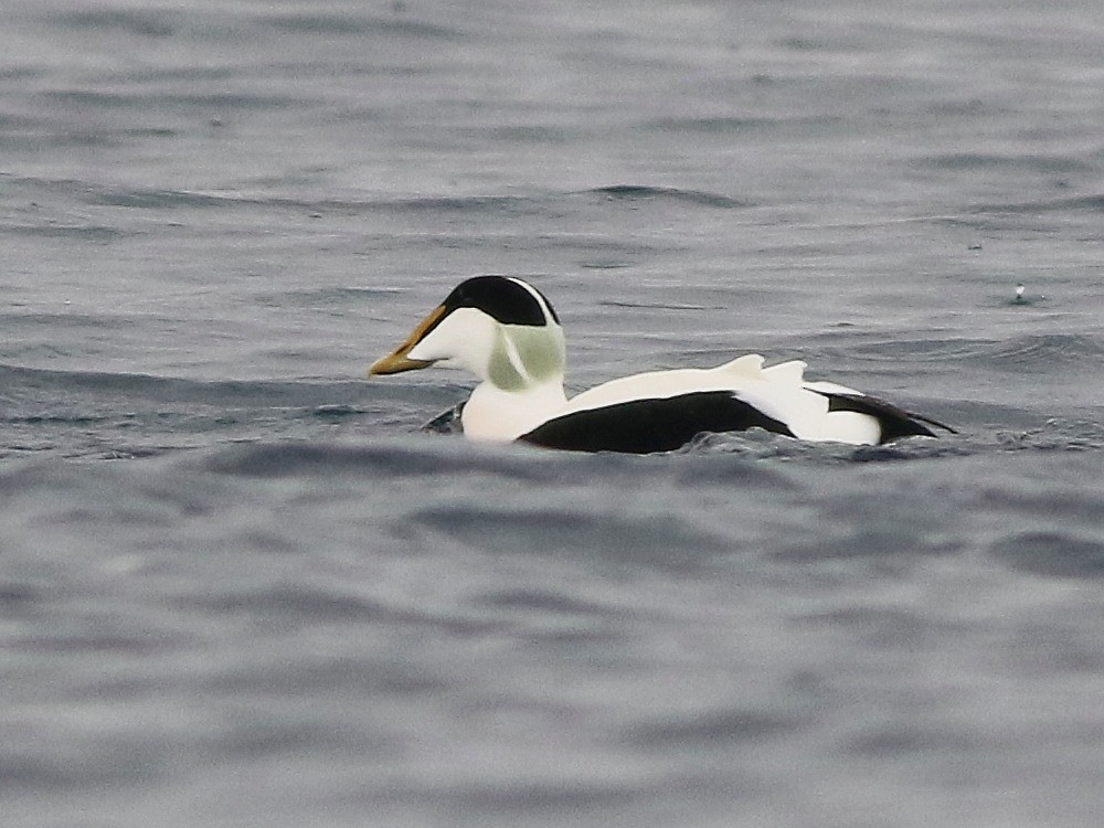 Common Eider - ML646594025