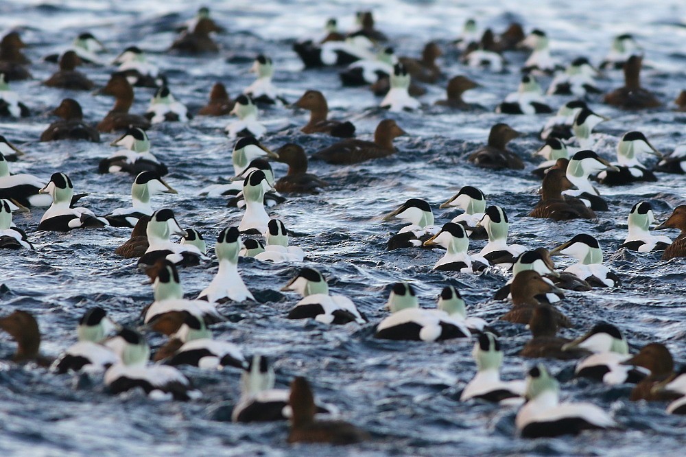 Common Eider - ML646594026