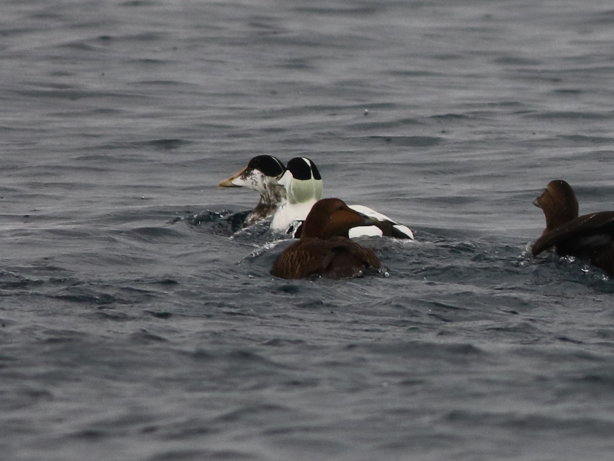 Common Eider - ML646594027