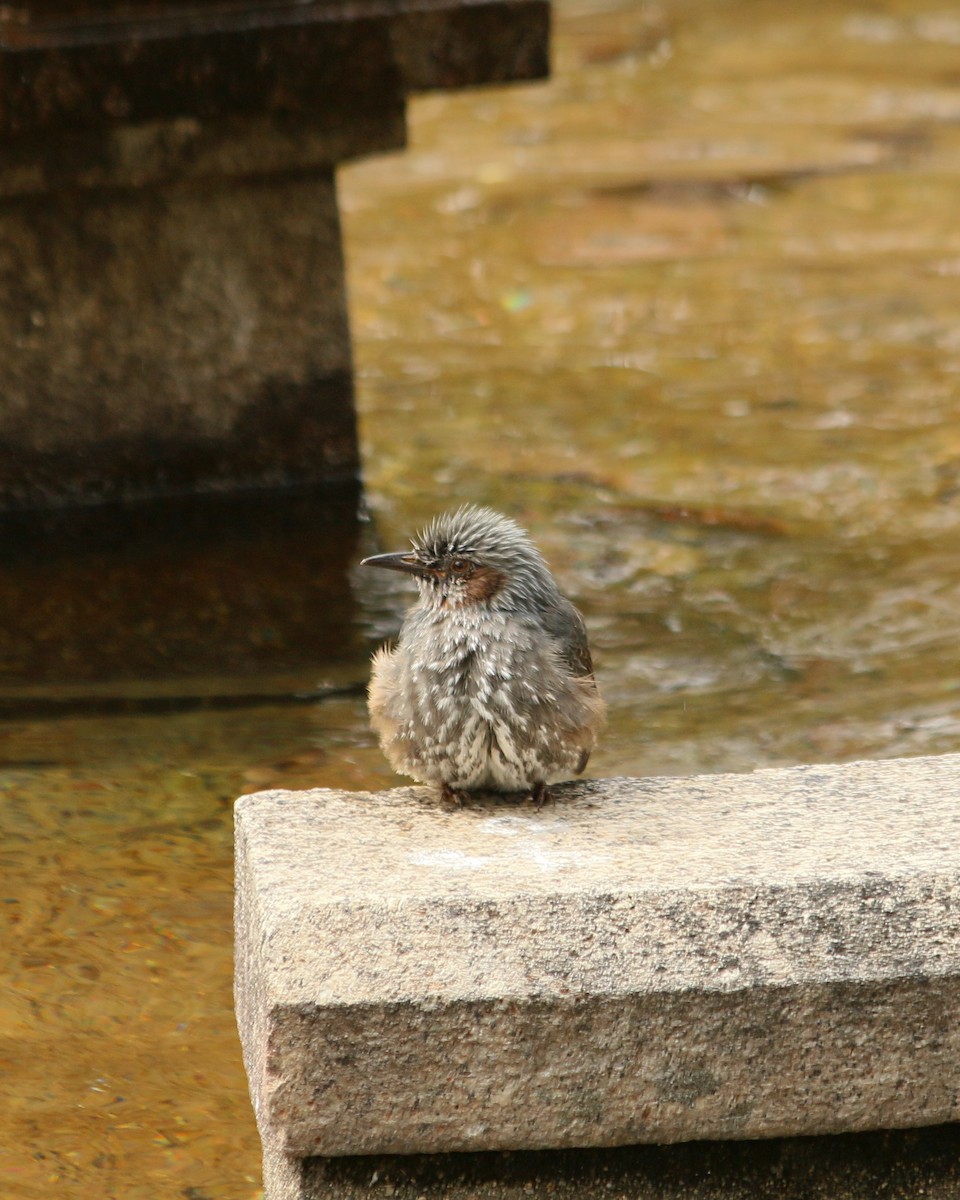 Brown-eared Bulbul - ML646594029