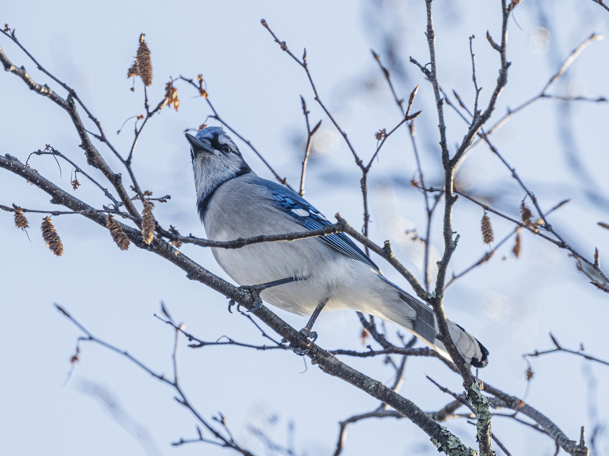 Blue Jay - ML646594030