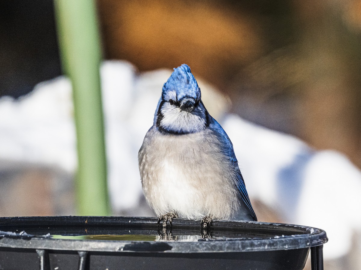 Blue Jay - ML646594031