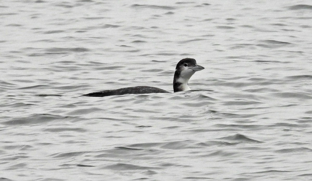 Common Loon - ML646594032
