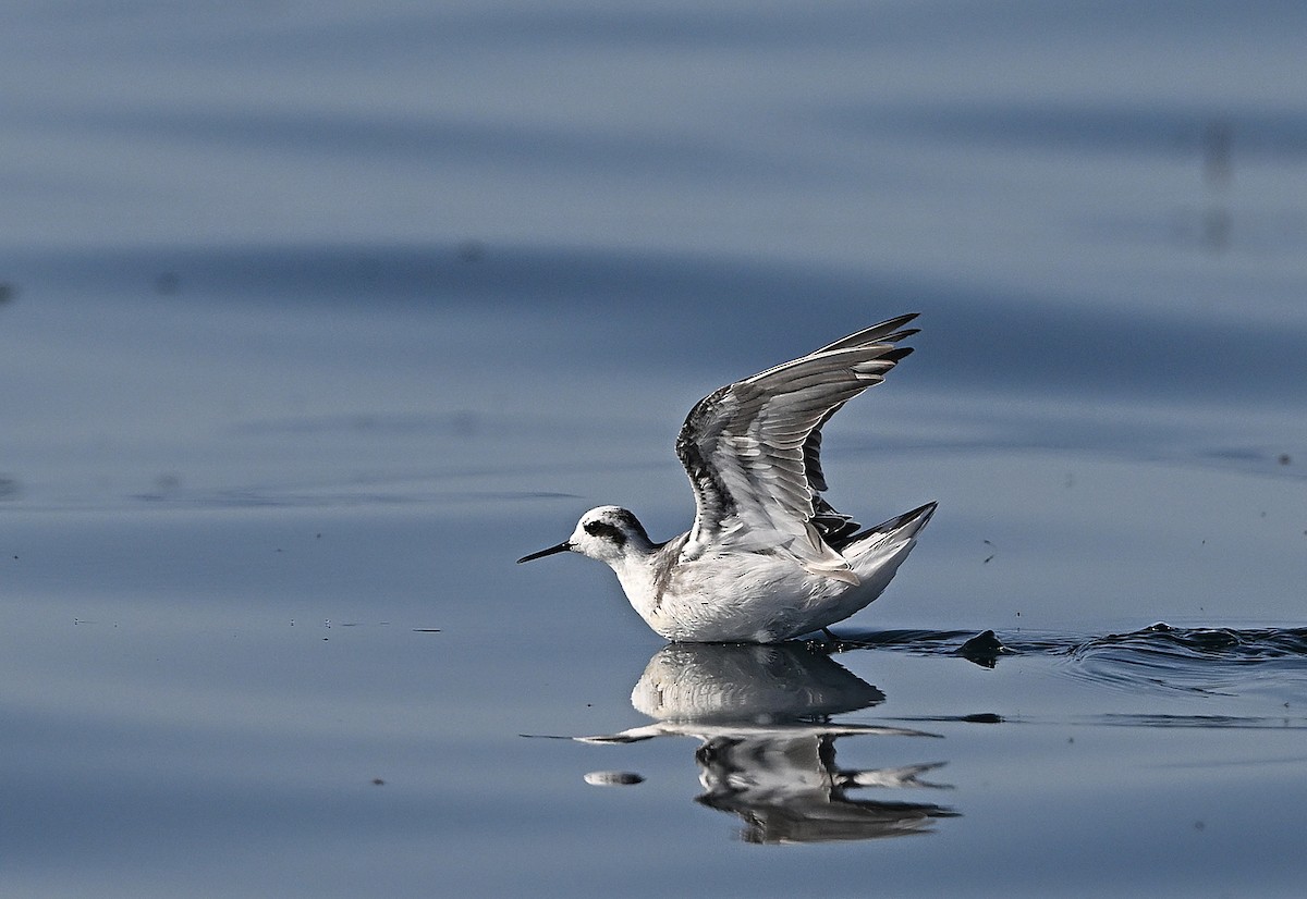 Red-necked Phalarope - ML646594033