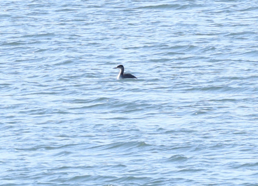 Red-necked Grebe - ML646594034