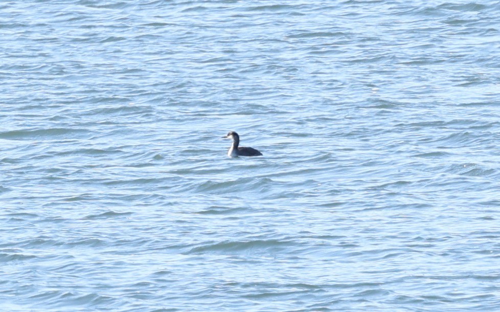 Red-necked Grebe - ML646594035