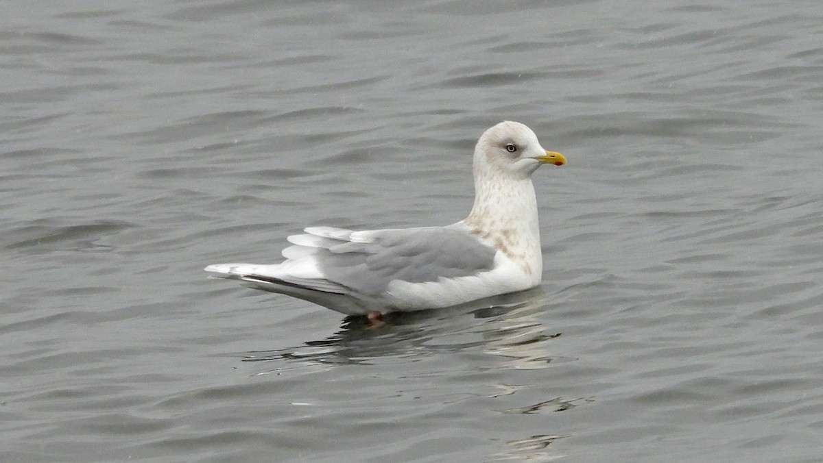 Iceland Gull - ML646594036