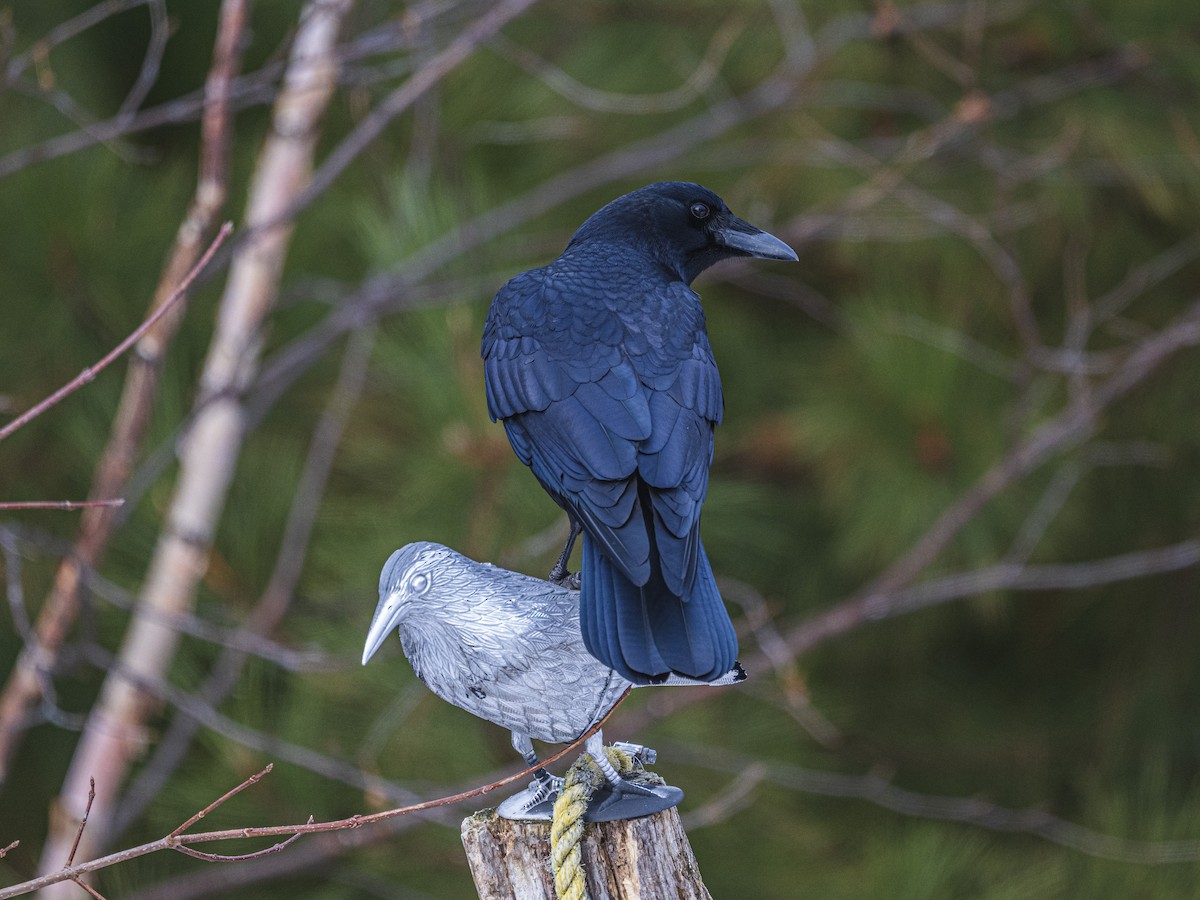 American Crow - ML646594037