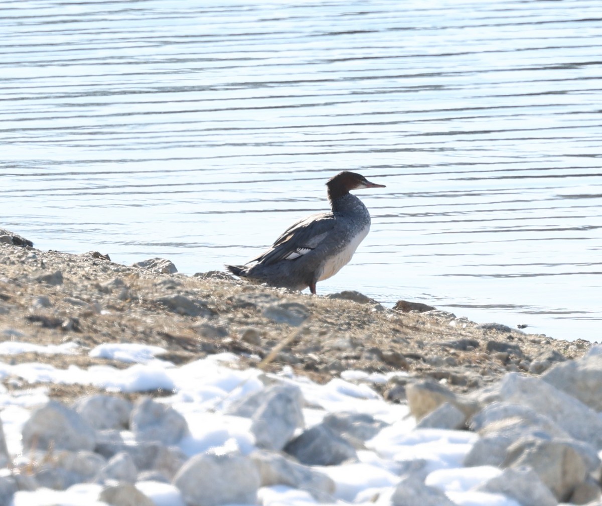 Common Merganser - ML646594038