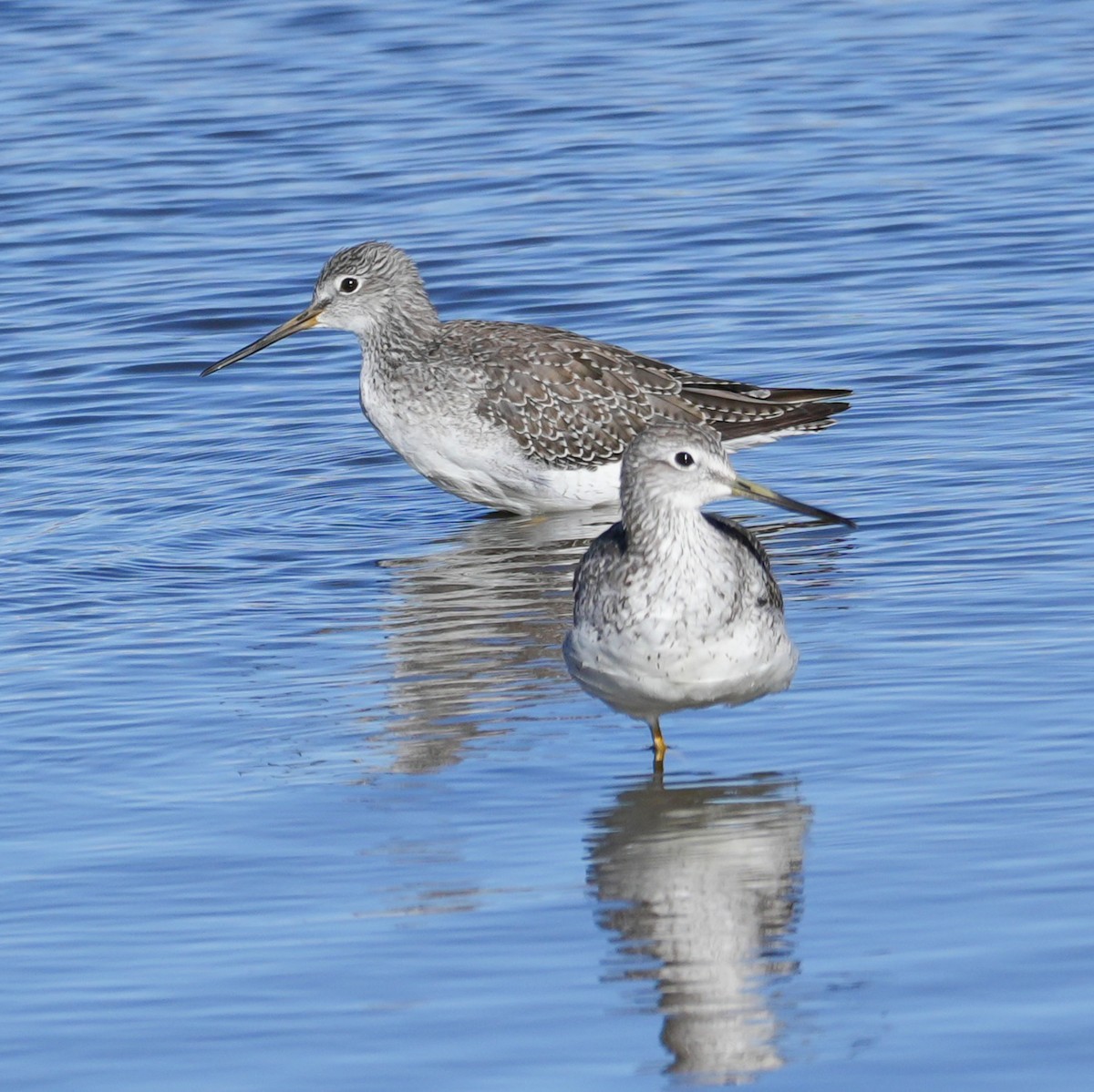 Greater Yellowlegs - ML646594039
