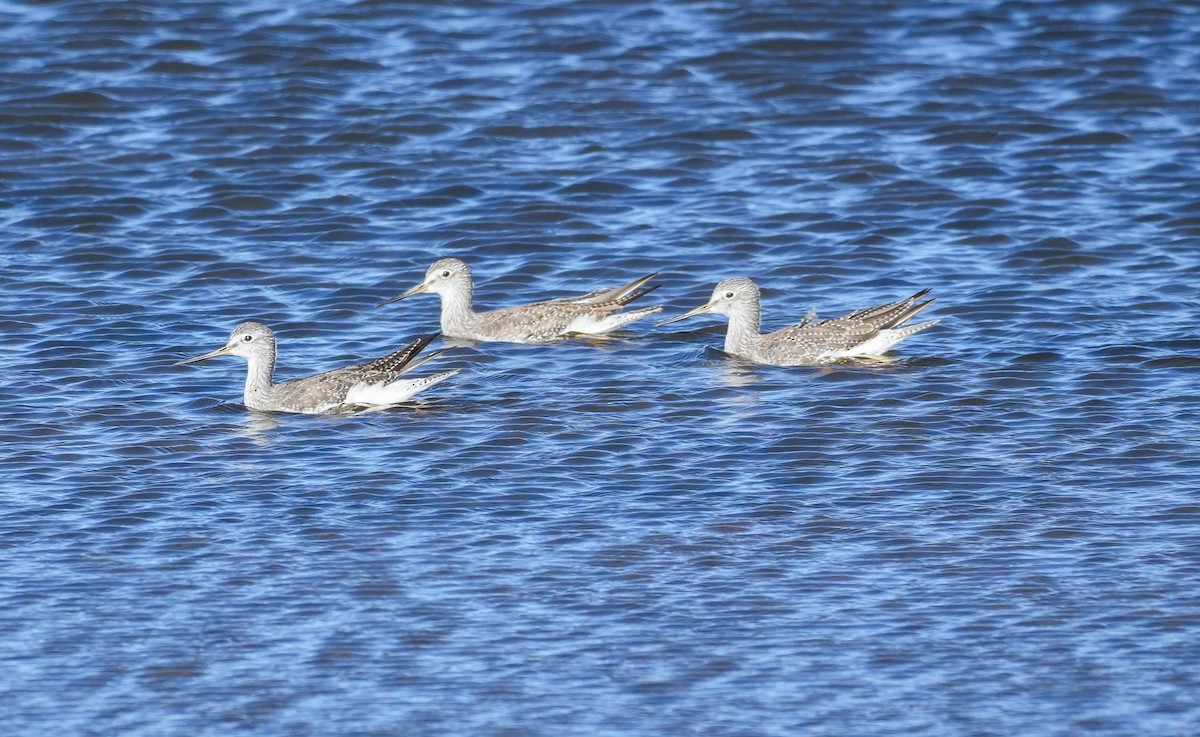 Greater Yellowlegs - ML646594041