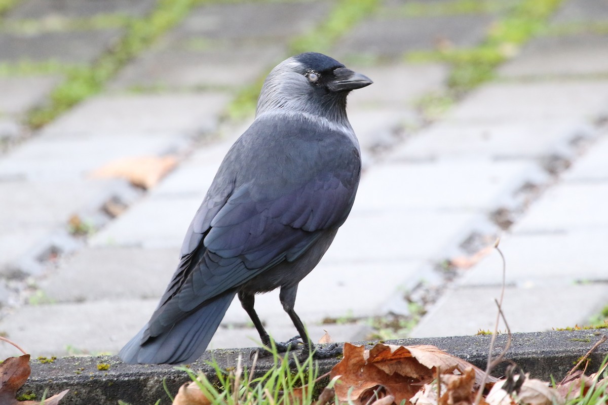 Eurasian Jackdaw - ML646594042