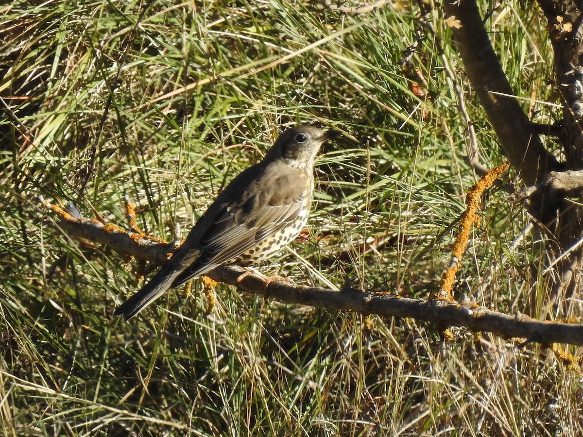 Mistle Thrush - ML646594043