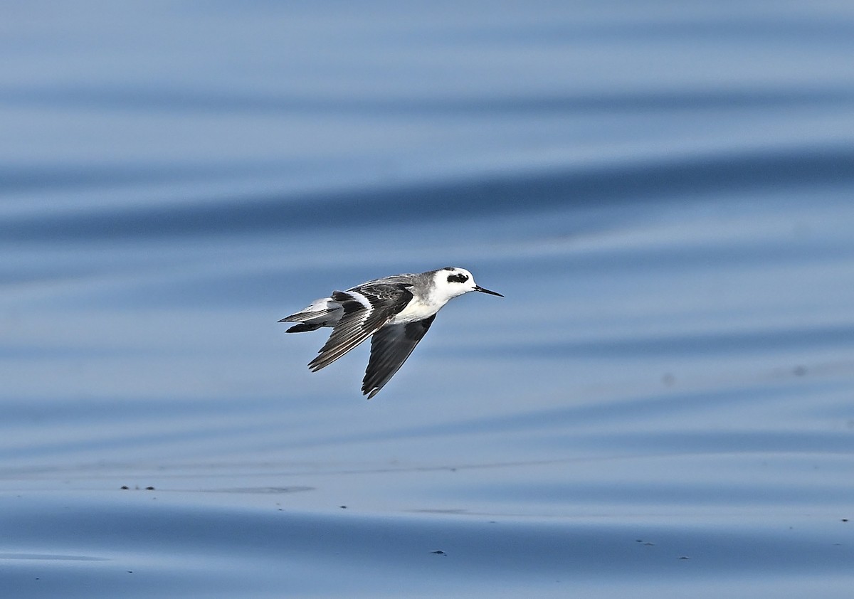 Red-necked Phalarope - ML646594044