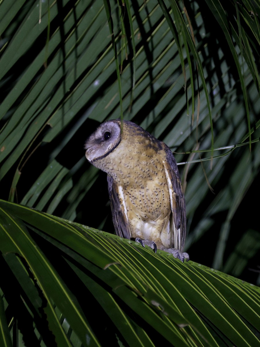 Сулавесская сипуха - ML646594051