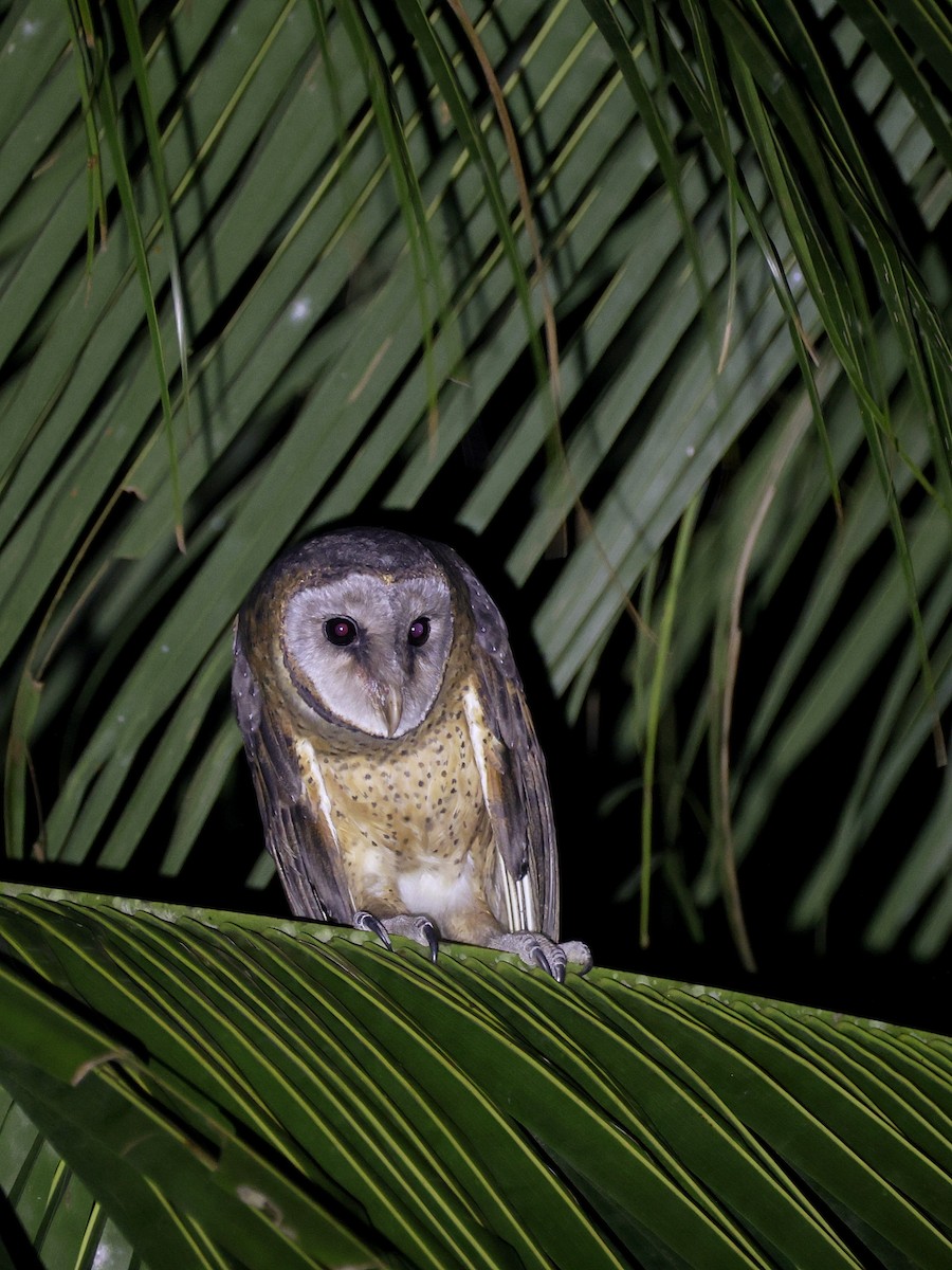 Сулавесская сипуха - ML646594053